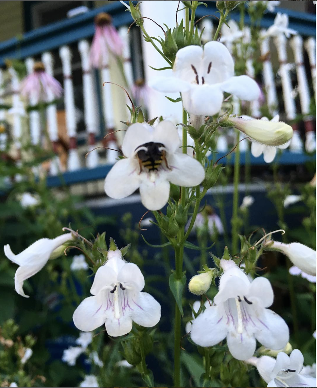 Foxglove Beardtongue - Penstemon digitalis - Tray of 5 Landscape